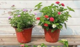 广东监狱爆料事件视频最新,揭露监内惊人内幕