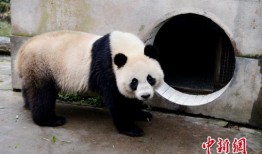 林冰最新爆料熊猫,熊猫生成背后的神秘技术大揭秘