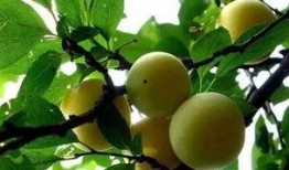 李子恋情爆料最新,明星甜蜜瞬间曝光，真相究竟如何？